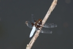 libellula immagineagriturismo libellulalibellula