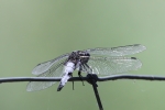 libellula immagine,libellula dello stagno in fattoria,agriturismo libellula,libellula in palude,libellula in volo,libellula insetto