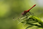 libellula simpetro sanguineo,libellula rossa,libellula sull'acqua,agriturismo libellula,fattoria libellula stagno,laghetto con libellule