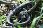 serpente immagine,biacco nel bosco,biscia con topo,serpente mangia topo,biacco che striscia,biacco rettile del bosco