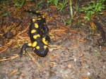 salamandra immagine,salamandra nello stagno,agriturismo salamandra,salamandra in palude nel bosco,salamandra giallo nera