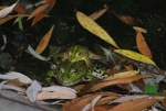 accoppiamento rane immagine,rana femmina e rana maschio,rana verde nello stagno,rana verde canto,agriturismo rana verde