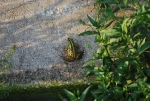 rana verde immagine,eventi natura,rane nello stagno,rane nel canale,agriturismo ranocchia,ranocchie in acqua