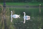 cigno nello stagno,coppia di cigni,cigni sull'acqua,cigno maschio e cigno femmina,cigno del lago