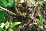 nido di api su albero,api all'interno di un albero,nido di api dentro una pianta