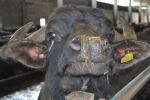 immagine di bufala,foto di bufala del nord,bufala in azienda agricola,fattoria delle bufale,fattoria parco del ticino bufale