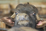 educazione ambientale nella fattoria delle bufale,festa in fattoria delle bufale,buffalo days