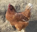 foto animali della fattoria.fattorie didattiche:gallina-la gallina fà tante uova.Dal produttore al consumatore  beviamo latte fresco appena munto,fattorie didattiche,disegni di animali da colorare,scuole in fattoria didattica