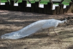 maschio di pavone bianco,pavone bianco con ruota della coda,fattorie didattiche con pavoni bianchi