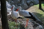 cicogne sul nido,nido di cicogne in palude,cicogne sull'albero dello stagno,foto di cicogna,cicogna cosa mangia,cicogna dove vive,cicogna nido,fattoria didattica la cicogna