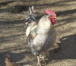 foto animali della fattoria,fattorie didattiche:gallo-il gallo al mattino dà la sveglia a tutti nel pollaio,galline,faraone,anatre,oche,capponi,polli.Latte fresco appena munto