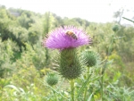 ape su fiore,ape sul prato della fattoria,api cercano fiori,ape con polline