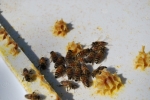 api con la cera,alveare arnia con cera d'api,cera prodotta dalle api,prodotto dell'alveare