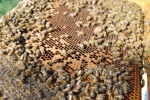 particolare dell'alveare,ape regina nell'arnia con api operaie,ape regina tra le api mentre depone uova