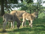 mulo in fattoria didattica,bardotto in fattoria didattica,educazione ambientale biodiversita in fattoria