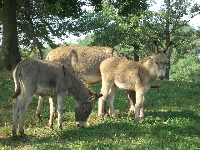 MULO e BARDOTTO