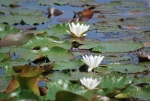 fiore dello stagno,ninfea in palude,fiori dello stagno didattico in fattoria,stagno didattico per bambini