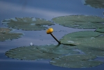 ranuncolo nello stagno,ranuncolo in palude,stagno didattico per bambini con fiori ranuncolo,ranuncolo giallo nello stagno