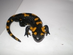 salamandra nel laghetto,salamandra nello stagno didattico in fattoria per bambini,salamandra stagno educazione ambientale