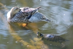 anatra e tartaruga nello stagno,anatra con tartaruga in palude,ambiente acquatico con anatre e tartarughe,educazione ambientale con anatra e tartaruga