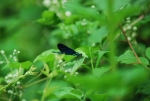 damigella nello stagno,damigella simile alla libellula,damigella volo sullo stagno didattico,damigella insetto dalle lunghe ali