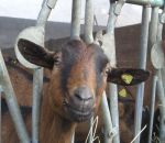 foto animali della fattoria,fattorie didattiche:capra-la capra è un animale molto curioso.Beviamo latte Italiano fresco appena munto,didattica per bambini in fattoria,fattorie didattiche,disegni per bambini da colorare di animali in fattoria