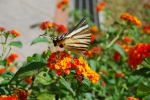 farfalla sui fiori del prato in fattoria didattica,farfalla nettare colorata fattoria