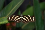 farfalla zebra lunga ala,farfalla heliconius charitonius,farfalla con bande bianche sulle ali