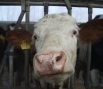 foto animali della fattoria,mucca di razza pezzata rossa,vitello di razza pezzata rossa,formaggio con latte di sola pezzata rossa.Didattica per bambini in fattoria,fattorie didattiche,disegni per bambini da colorare di animali i