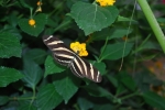 zebra lunga ala farfalla,heliconius charitonius farfalla,farfalla tropicale