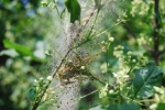 larva di heponomeuta hesabola,larva di farfalla su albero,larve in un bozzolo di farfalla