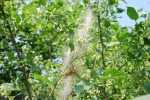 heponomeuta hesabola parassita di piante farfalla,bozzolo di seta con larve di heponomeuta hesabola