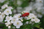 insetto pyrochroa coccinea,insetto coleottero con elitre rosse,coleottero in fattoria didattica