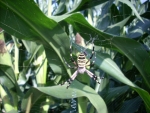 ragno argiope bruennichi,ragno con bande nere,ragno vespa aracnide in fattoria,ragno vespa femmina sulla ragnatela