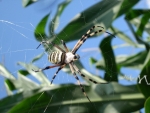 ragno vespa femmina sulla ragnatela.argiope bruennichi femmina in campo di mais della fattoria