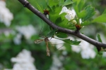 tipula insetto,insetto tipula grossa zanzara ma non punge,tipula su di un fiore della fattoria didattica