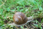 lumaca sul prato della fattoria,chiocciola helix aspersa,chiocciola gasteropode in fattoria,antenne della chiocciola