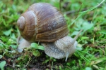 helix aspersa chiocciola con conchigliachiocciola