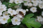 ape posata su fiore di biancospino,ape prende nettare da fiore,ape all'interno del fiore per succhiare il nettare