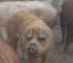 foto animali della fattoria.fattorie didattiche:maiale-il maschio del maiale si chiama verro,la femmina del maiale scrofa.scrofa con maialini nel bosco mangiano ghiande,didattica per bambini in fattoria,disegni da colorare per bambini di animali in f