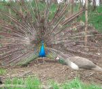 foto animali della fattoria,fattorie didattiche:pavone-il pavone ha una grande coda colorata per attirare la femmina pavone.Dai distributori di latte fresco appena munto dell'ottimo latte