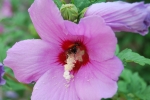 ape all'interno di un fiore in cerca di nettare,ape dentro fiore di ibisco,percorso didattico sulle api e la vita nell'alveare in fattoria
