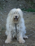 cane pastore bergamasco in fattoria didattica,cagnolino della fattoria didattica per le scuole 