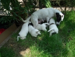 cagnolina con cuccioli cagnolini in fattoria,mamma cagna con piccoli cagnolini che allatta in fattoria didattica