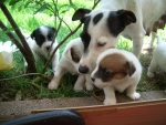 cagnolini accuditi dalla mamma cagnolina che lecca i suoi piccoli,cane che allatta con il latte i cagnolini in fattoria