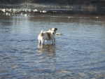 cane in mezzo all'acqua,cane che fa il bagno in fattoria,cane che nuota nel fiume nello stagno della fattoria