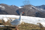 oca tra la neve,oca nel laghetto della fattoria didattica,percorso didattico con le oche in fattoria