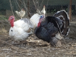 tacchino bianco e tacchino nero in fattoria didattica,uova di tacchino con pulcini di tacchino in fattoria
