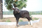 vitello di bufalo in fattoria,vitello di bufala in stalla,vitellini delle bufale nella fattoria bufale e bufali