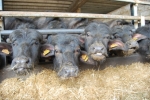 piccoli di bufala in stalla,piccoli di bufalo dell'azienda agricola durante la mungitura delle bufale per ottenere latte di bufala